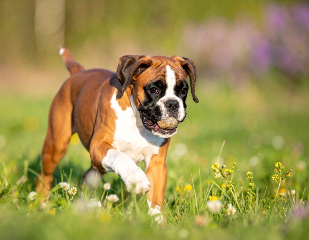 Mit Adobe Firefly generiertes Hundebild