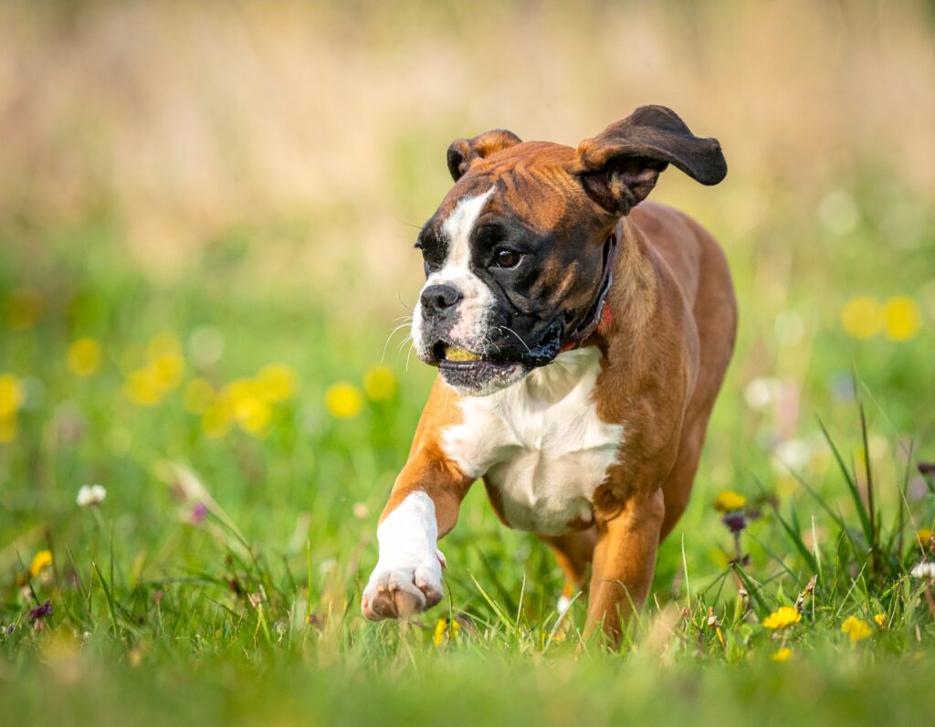 Mit Adobe Firefly generiertes Hundebild
